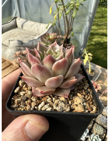 Pachyveria Hyalina x Pink cheese selection