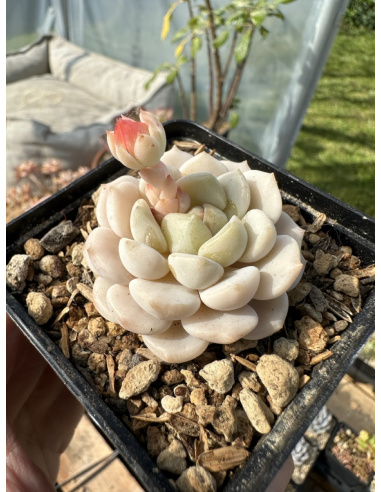 Pachyveria Captain Hay x Pink Cheese