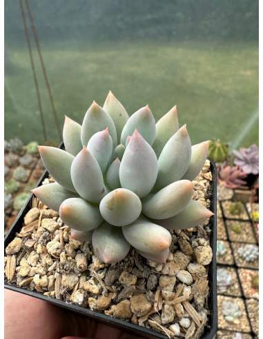 Pachyveria Baby finger x Colorata