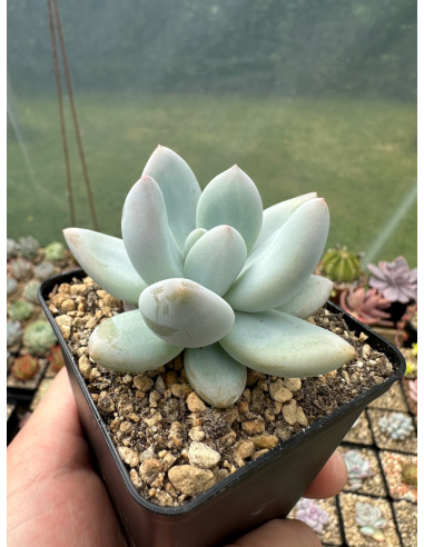 Pachyveria colorata x oviferum