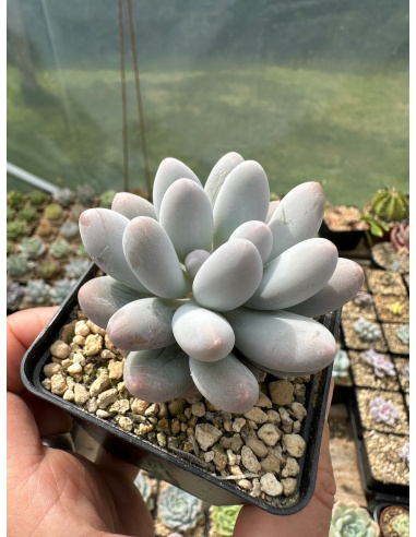 Pachyveria SP