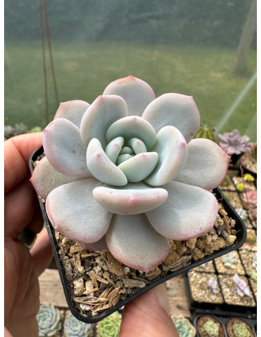 Pachyveria Elaine x Monroe