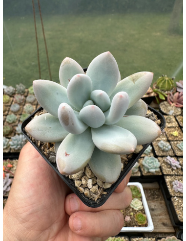 Pachyveria Colorata x Oviferum