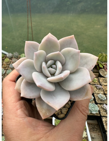 Graptoveria Superbum x Laui