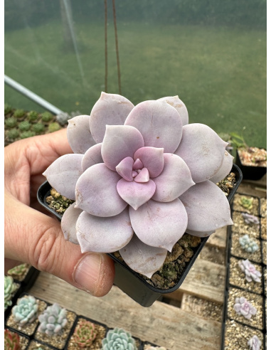 Graptopetalum Superbum