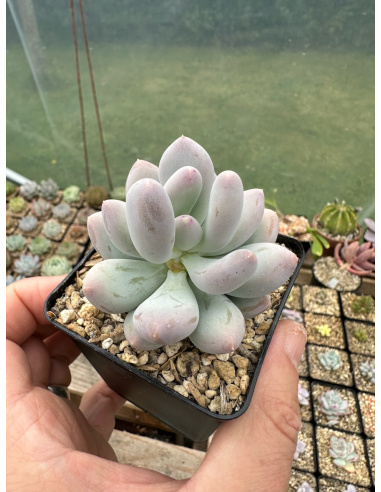 Pachyveria SP