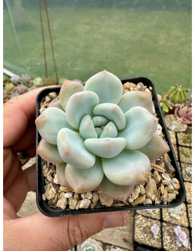 Pachyveria Elaine x Monroe selection