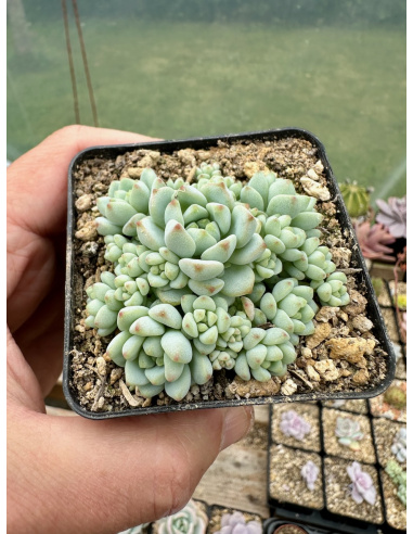 Sedum Perezdelarosae "checo"