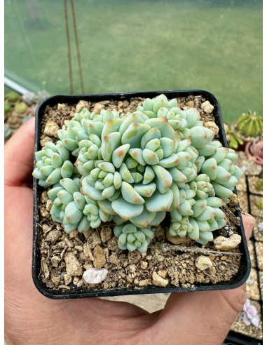 Sedum Perezdelarosae "checo"