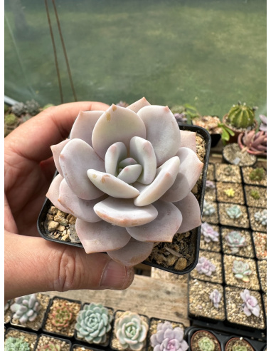 Graptoveria Superbum x Laui