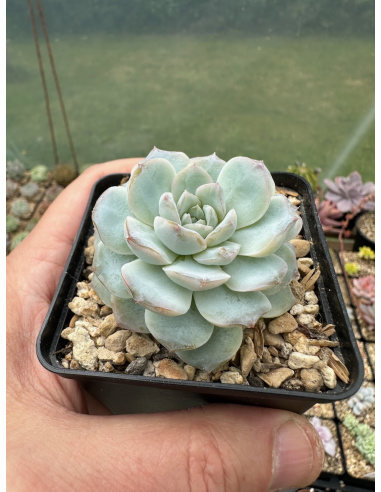 Echeveria x Gilo bleu