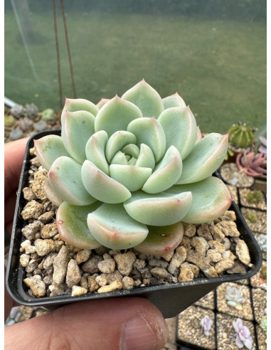 Pachyveria SP