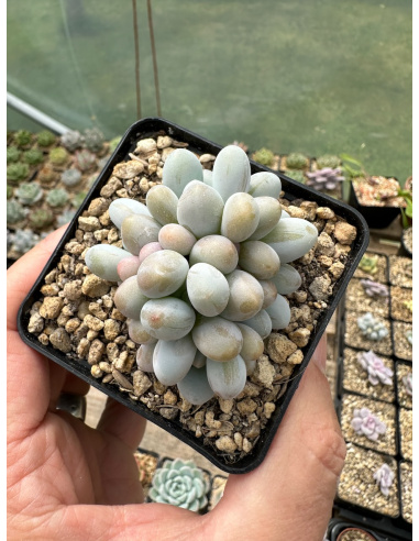 Pachyphytum SP