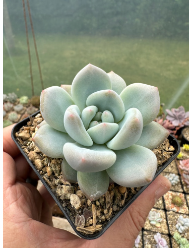 Pachyveria Elaine x Monroe