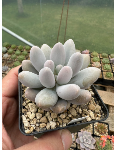 Pachyphytum SP