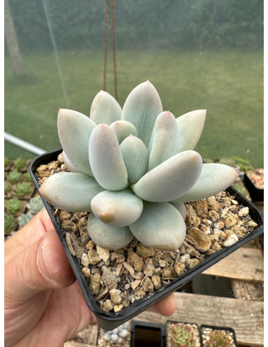 Pachyveria 'white banana'