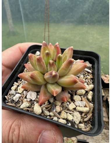 Pachyphytum 'Chiseled stones'