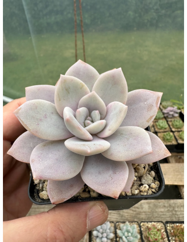 Graptoveria Superbum x Laui