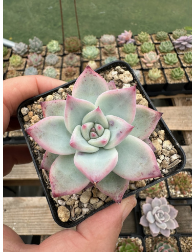 Echeveria x Colorata