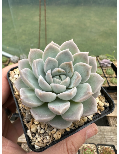 Pachyveria Hyalina x Pink Cheese