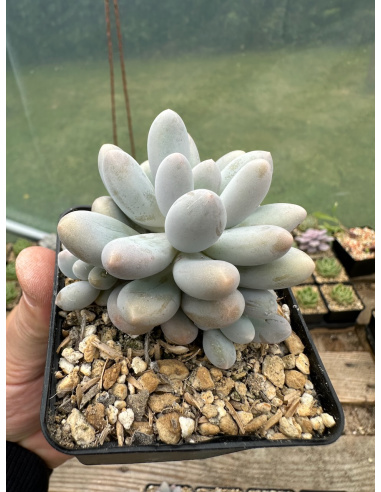 Pachyphytum SP 3 têtes