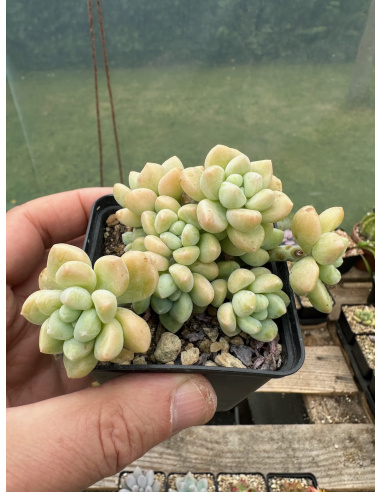 Graptosedum 'Paseo'