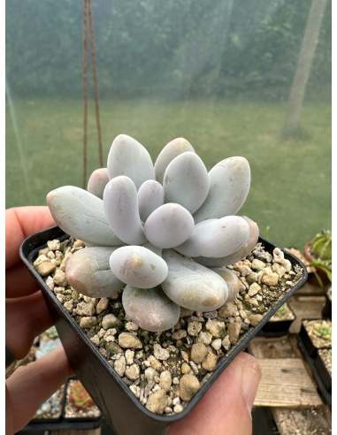 Pachyphytum SP