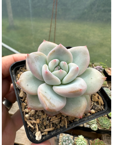 Pachyveria Elaine x Monroe