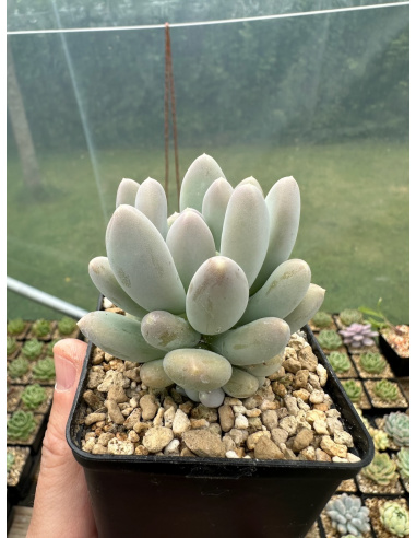 Pachyphytum SP