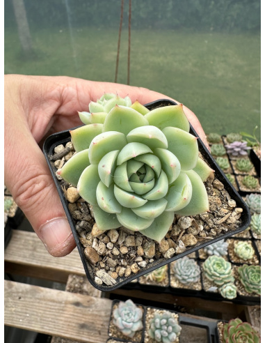 Echeveria Malgan Hybride 2 têtes