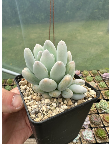 Pachyphytum SP