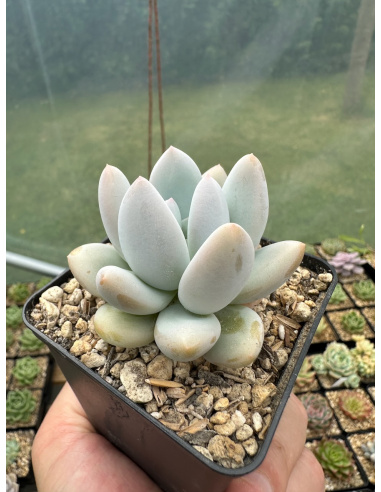 Pachyveria 'White banana'