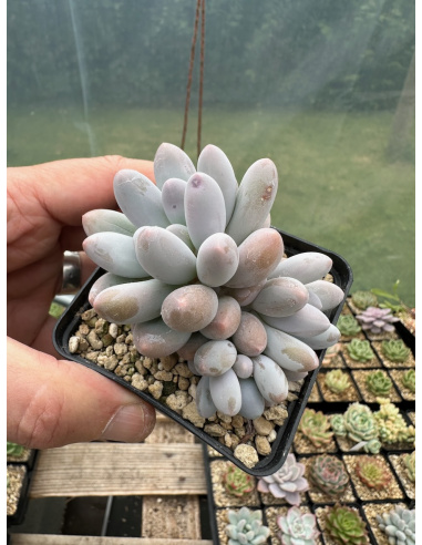 Pachyphytum SP