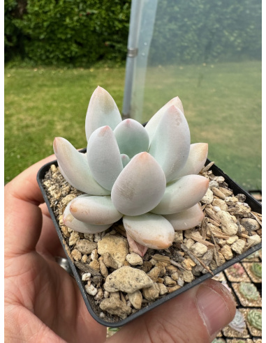 Pachyveria 'white banana' top selection