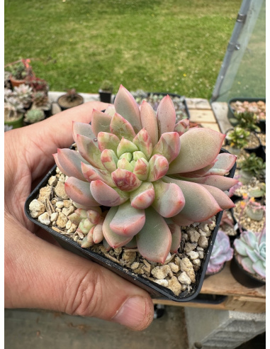 Echeveria cv. 'Jelly Jam'