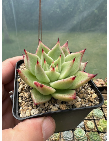 Echeveria Ebony x Chihuahua