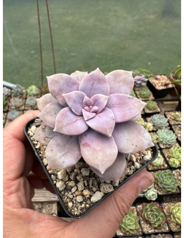 Graptopetalum Superbum