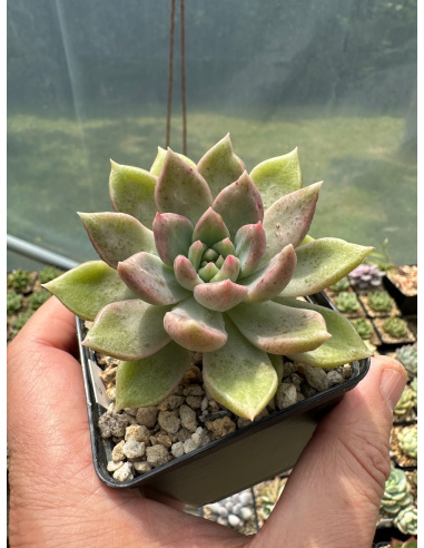 Graptoveria 'Melody'