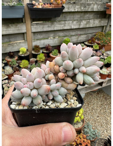 Pachyphytum Rzedowsky 'baby fingers'