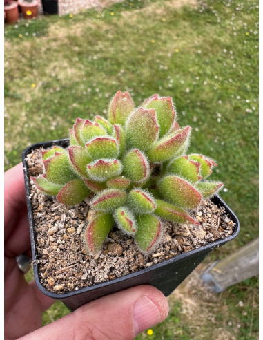 Cotyledon Tomentosa semé