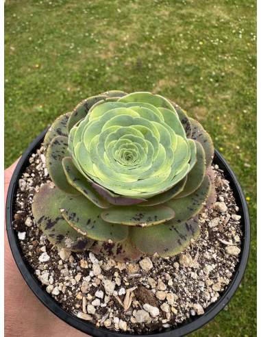 Aeonium greenovia SP