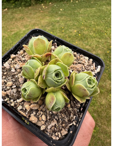 Aeonium greenovia SP