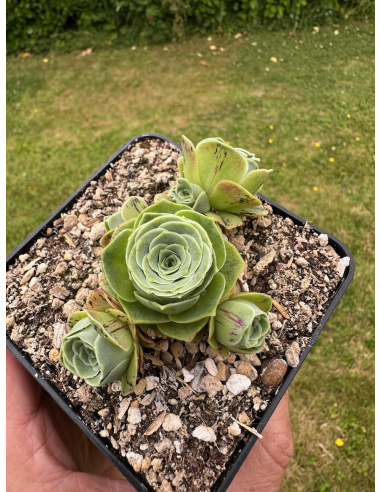 Aeonium greenovia SP