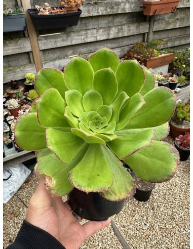 Aeonium undulatum hybride semé