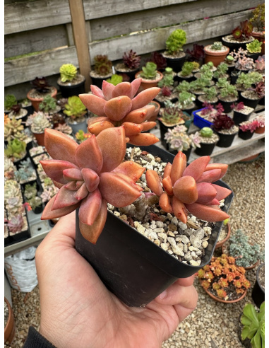 Graptosedum 'Bronze'