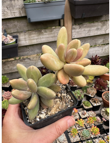 Pachyphytum 'Captain Jessop'