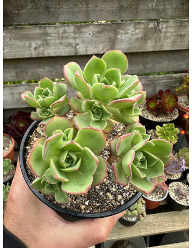 Aeonium Haworthii semé