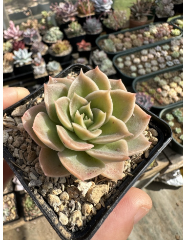 Echeveria Gilva x Racemosa