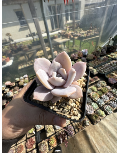 Graptoveria Superbum x Laui