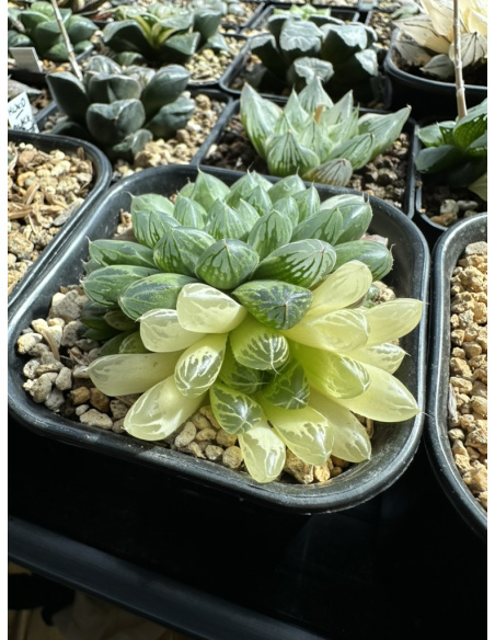 Graines d'haworthias Cooperi Variegata 2024